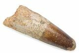 Fossil Spinosaurus Tooth - Feeding Worn Tooth #372859-1